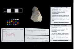 Foto (Objekt + Etikett) von Cracensigillatus acutirostris (Moericke, 1889)  (NHMW-GEO-2014-0194-0854)